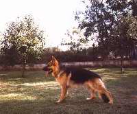 Click to see larger image Hondo 378x314 (22.429 k)
