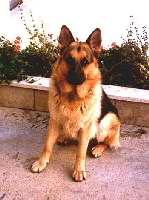 Click to see larger image Hondo 350x470 (26.362 k)