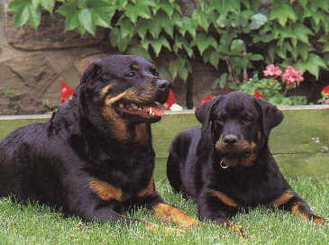 Grizz and Echo. �
Mark Raycroft - GIF image 339x258, Decoded size (bytes):17759