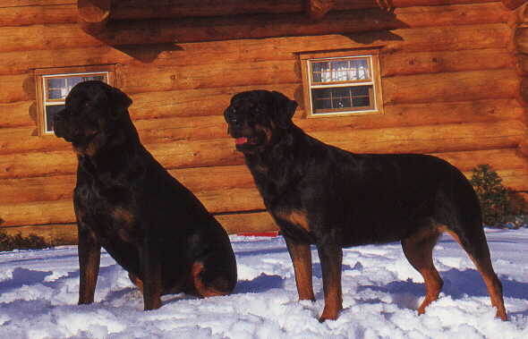 Reba. �
Mark Raycroft - GIF image 432x302  Decoded size (bytes):28726