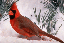 Grapevine Cardinals