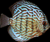 Tropical Fish Webring