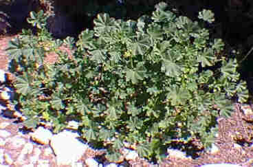 Malva Neglecta bush
