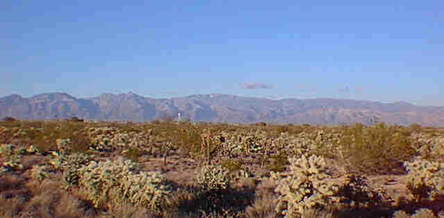 Cholla Cactus & Catlina Mountains