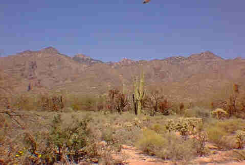 Desert near the entrance to Sabino Canyon