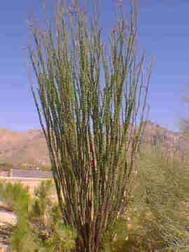 Ocotillo