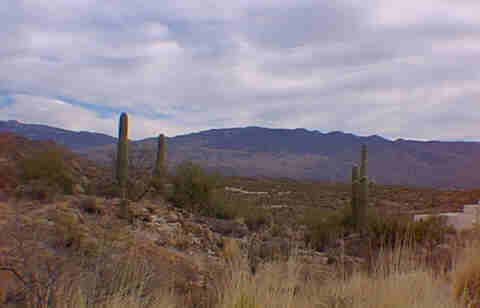 More Saguaros & the Rincon Mountains