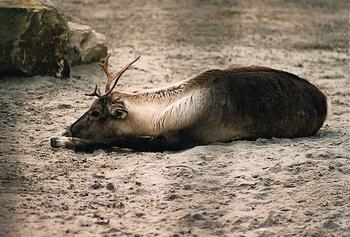 reindeer