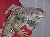 Spike