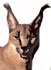 lynx.jpg (27096 bytes)