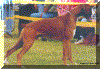 Mogul-stand.gif (217663 bytes)