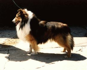 bobbyaa.jpg (11105 bytes)