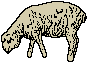 sheep grazing
