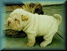 Chinese Shar-pei m