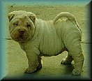 Chinese Shar-Pei f