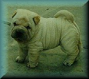 Chinese Shar-Pei f2