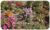 flowerswords.jpg (36049 bytes)