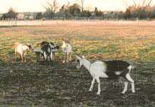 Anthemion Cecelia with herdmates