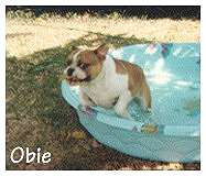 Obie keeping his pool clean of leaves
