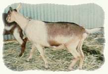 Anthemion Velvet