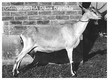 Glenhardin HA Diana Baptisia