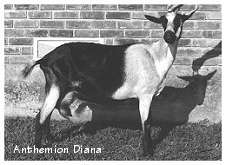 Anthemion Diana