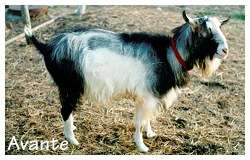 Vante in all his shaggy glory!