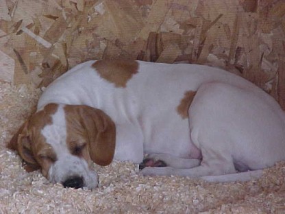 /user/georgeasleep.jpg