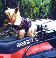 Fearless Bud!