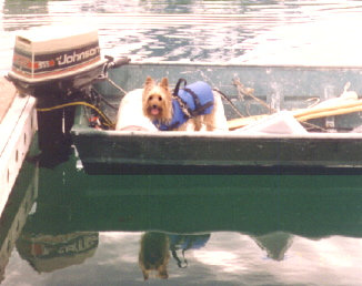 The dog with a handle