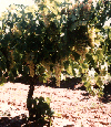 Sultana vine