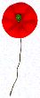 Buddy Poppy