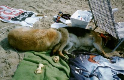 /user/beachdogs2.JPG
