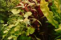 Hydrocotyle leucocephala, Aponogeton ulvaceus, Telenthera