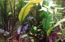 Aponogeton crispus, Anubias barteri, Cryptocoryne wendtii