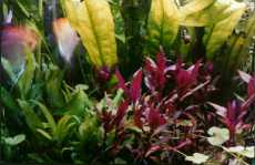 Nomaphila stricta, Telenthera, Echinodorus amazonicus 