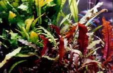 Cryptocoryne wendtii, Microsorium pteropus, Anubias nana