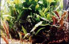 Cryptocoryne wendtii, Microsorium pteropus