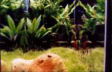 Riccia, Cryptocoryne wendtii, Microsorium pteropus, Anubias nana