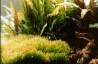 Riccia, Cryptocoryne wendtii