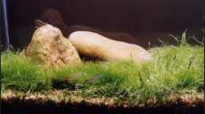 Riccia