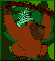 primate