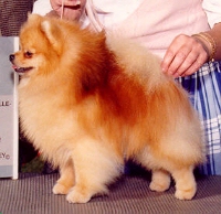 picture of Ch. Dimonde's Crown Prince