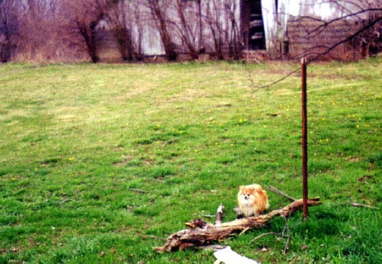 Big Stick