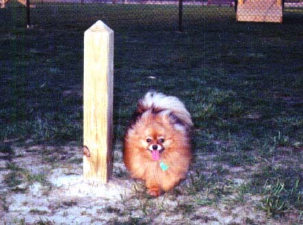 Kristi dog park