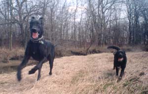Triton & Rebel Running
