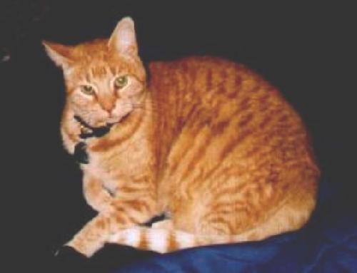 mao - march 1986 - january 17, 2002 - we'll miss you