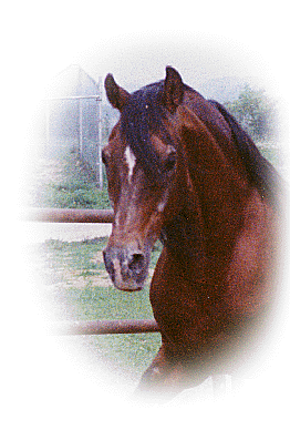 Ibn Alamein (El Alamein X Saranah)