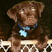 The Paralegal Pups