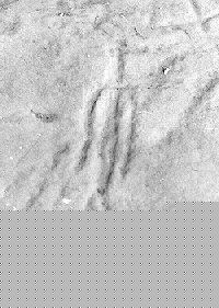 manpetro.jpg (17630 bytes)